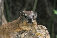 Rock Hyrax Or Cape Hyrax, Procavia Capensis, Adult Standing On Rock, Hell's Gate Park In Kenya
