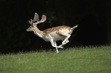 Fallow Deer, Dama Dama, Male Running