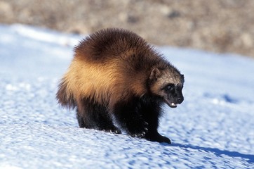 Wall Mural - north american wolverine, gulo gulo luscus, adult standing on snow, canada
