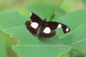 Wall Mural - Black butterfly with broken wings green on leaf.