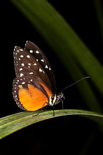 Tiger Longwing Or Golden Helicon, Heliconius Hecale