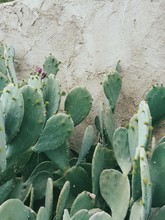 Mobile Photograph Of Cacti