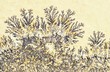 Manganese Dendrites, Branching Features containing Manganese Oxides found on Rock Surfaces