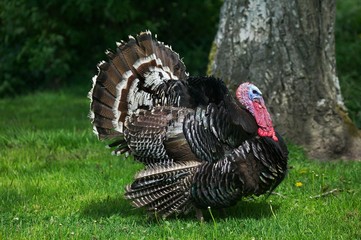 Wall Mural - american bronze turkey, meleagris gallopavo, male displaying with its feathers fanned, showing its p