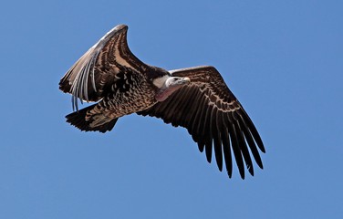 Wall Mural - Ruppell's Vulture, gyps rueppellii, Adult in Flight against Blue Sky