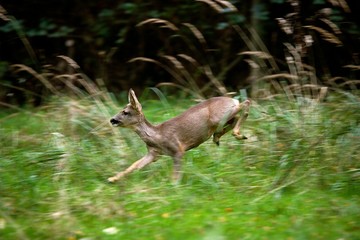 Sticker - Roe Deer, capreolus capreolus, Female running through Long Grass, Normandy