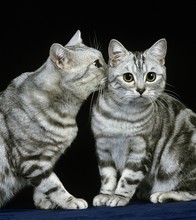 Silver Tabby Domestic Cat Against Black Background