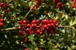 © slowmotiongli - European Holly, ilex aquifolium with Red Berries, Winter in Normandy