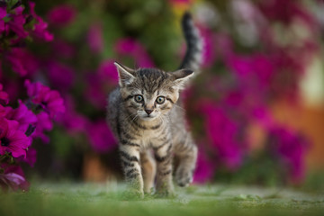 Canvas Print - Kitten between petunia flowers