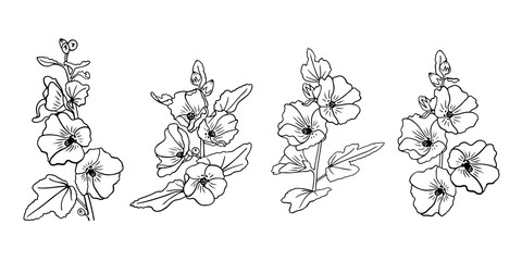 Set of hand drawn mallow flowers in line style