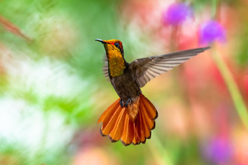 Ruby Topaz hummingbird with his tail flared. Tropical hummingbird hovering. Colorful background. Natural setting. Bird in a garden. Hummingbird in nature.