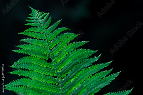 Beautiful fern leaves on a green background.