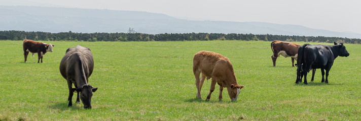 Wall Mural - Cows in the meadow