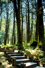 Wall Mural - boardwalk paths through the green forest, Alishan Forest Recreation Area in Chiayi, Taiwan.