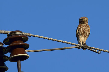 young owl sits on a power line wire.