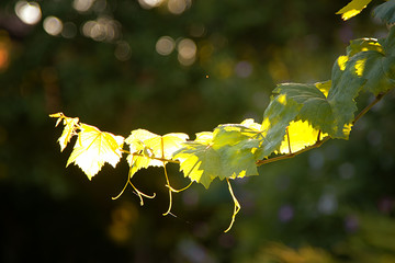 Wall Mural - vine in the rays of sunlight against the background of nature