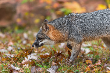 Wall Mural - grey fox (urocyon cinereoargenteus) steps left close up autumn