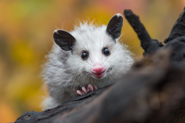 Wall Mural - virginia opossum (didelphis virginiana) joey peers over log autumn