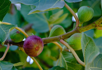 fig fruits on a branch
