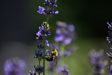 closeup of bees on lavender 