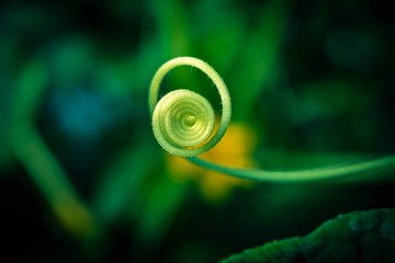 green spiral