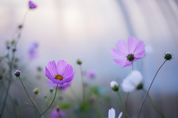 Wall Mural - wild flowers close up outdoors in the Park