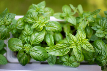 Close up of fresh basil herb growing in a pot