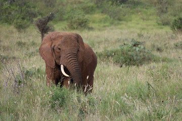 Lone Young Elephant in Kenya, Africa