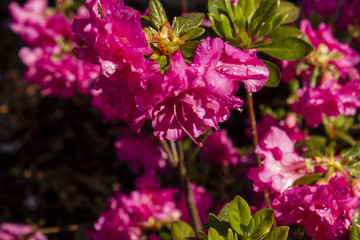 Pink azalea japonica on a garden with dew drops