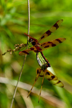 Close Up Image Of Two Halloween Pennant Dragonflies (Celithemis Eponina) During Copulation. The Two Dragonflies With Brown Bands On Wings Are In Mating Wheel Position. Male Has Lighter Color.