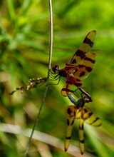 Close Up Image Of Two Halloween Pennant Dragonflies (Celithemis Eponina) During Copulation. The Two Dragonflies With Brown Bands On Wings Are In Mating Wheel Position. Male Has Lighter Color.