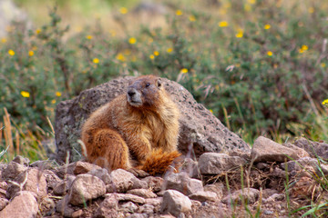 Yellow-bellied marmot sits among rocks in the Weminuche Wilderness near Creede, Colorado, USA