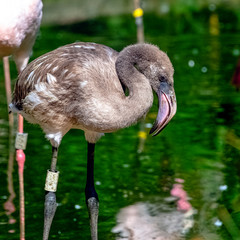 Wall Mural - Greater flamingo baby (Phoenicopterus roseus) is the most widespread and largest species of the flamingo family