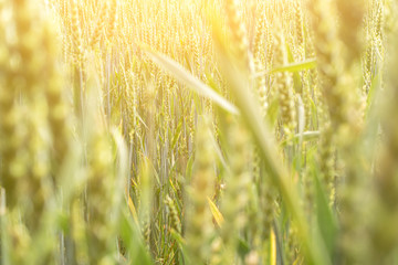 Field farm wheat landscape. Bread rye green grain on golden sky sunset. Agriculture harvest with cereal plant crop background.