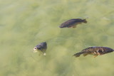 Fototapeta Do akwarium - Fische im Teich