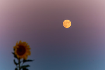 Single blooming sunflower with red full moon and blue purple sky background