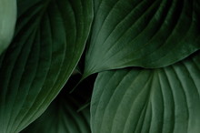 Green Leaf Close Up 