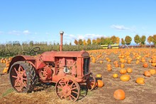 Halloween Time - Pumpkin Patch In Abbotsford, BC. The View On The Bunch Of Pumpkins On The Field, Red Old Tractor In The Front, Colorful Autumn Trees In The Background.