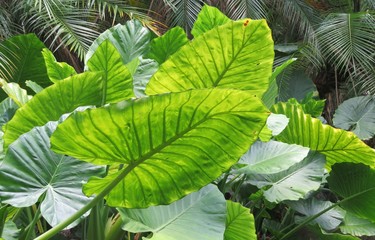 Alocasia plant in Florida zoological garden, closeup