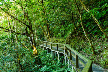 Wall Mural - wooden pathway through the green forest in Taiwan.