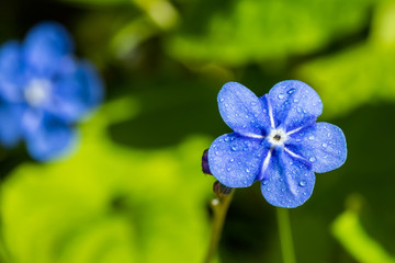 Forget-me-not flowers with raindrops in spring garden, macro photography