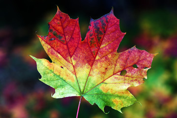 Wall Mural - Detail macro of maple leaf with three colours green yellow and red with blurred background