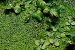 Background From Green Duckweed In Water. Duckweed. The duckweed with beautiful colors.