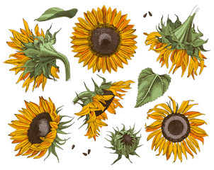 Wall Mural - Hand drawn sunflowers set