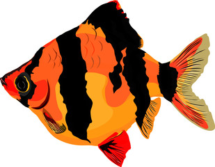 Wall Mural - vector illustration of a tiger barb fish