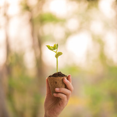 Wall Mural - agronomist holding seedlings in peat pots. female hands touching the plants for planting tree. the spring planting. early seedlings grown from seeds. agriculture. earth day, ecology concept..