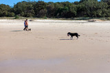 Fototapeta Kuchnia - A lonely dog walking at the sandy beach