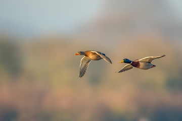 Pair of flying mallard ducks in isolation in the morning light