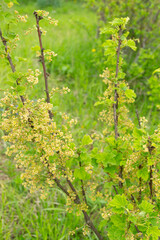 Wall Mural - green currant branches