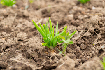 spring onions growing in soil